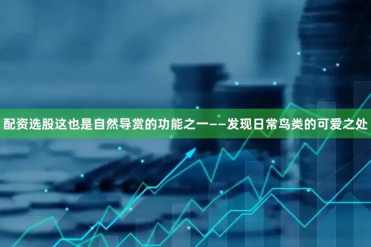 配资选股这也是自然导赏的功能之一——发现日常鸟类的可爱之处