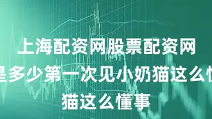 上海配资网股票配资网址是多少第一次见小奶猫这么懂事